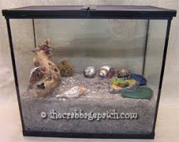 crab aquariums