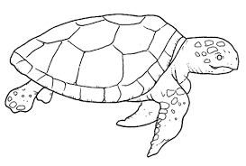 sea animals pictures for kids