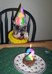 dog bday party