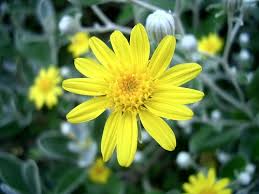 senecio greyi