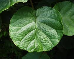 actinidia chinensis