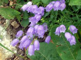 pink canterbury bells
