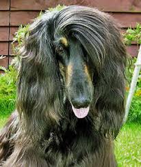 afghan hound dog