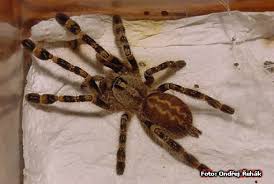 poecilotheria fasciata