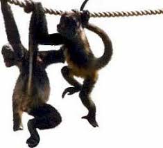 venta clandestina de animales