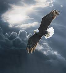 aigle