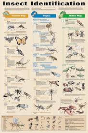 insect poster