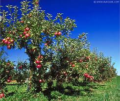 pictures apple trees