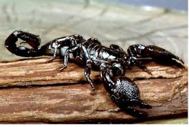 black emperor scorpions