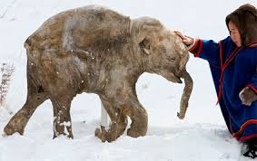 lyuba mammoth