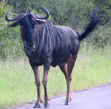 wildebeest.jpg