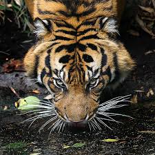 eye of a tiger