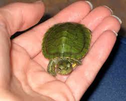 small turtles
