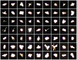 dust insect