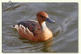 gambar bebek