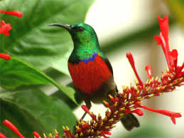 sunbirds