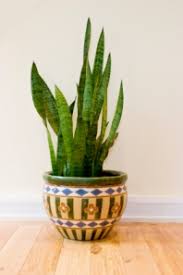 motherinlaw plant