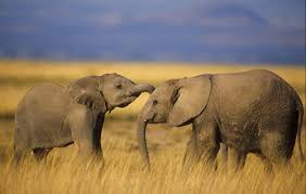 picture of elephant