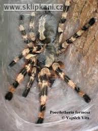 poecilotheria formosa