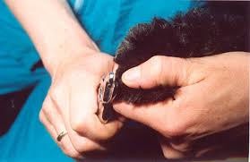 dog nail grooming