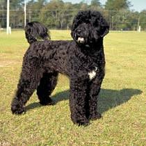 portuguese dog
