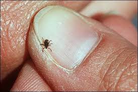 deer tick photo