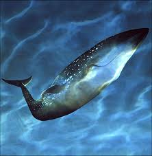 the big blue whale