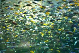 File:Cichlids-of-Lake-Malawi.