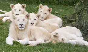 اللأسد الابيض بي 12 صوره Five_male_white_lion_cubs_bred_at_Mojo_Zoo