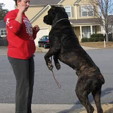 Cane Corso Mastiff