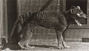 les tigres de tasmanie