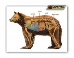 anatomy of a bear