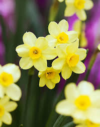 types of yellow flowers