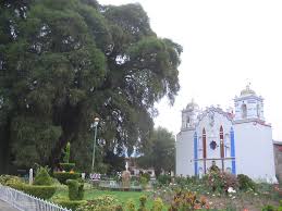 el arbol del tule