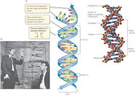 double helix watson