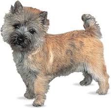 black cairn terrier