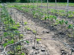 wooden tomato stakes