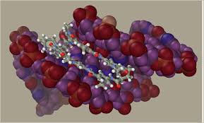 molecular modelling