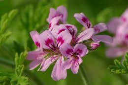 rose geranium plant