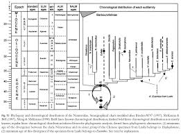cat evolution tree