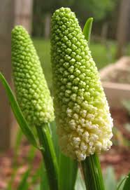 chamaelirium luteum