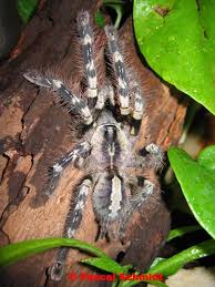 poecilotheria striata