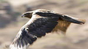 golden eagle pictures