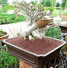 adenium plant