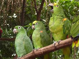 amazona