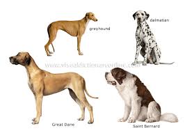 dog breeds pictures