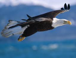 bald eagle images