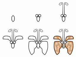 cartoon butterflies