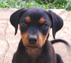 puppy pads
