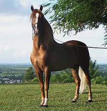 caballo paso fino